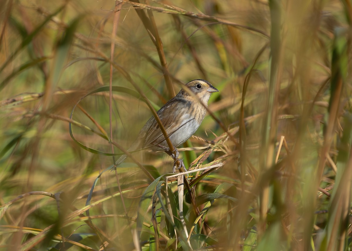 Nelson's Sparrow (Atlantic Coast) - ML642859595