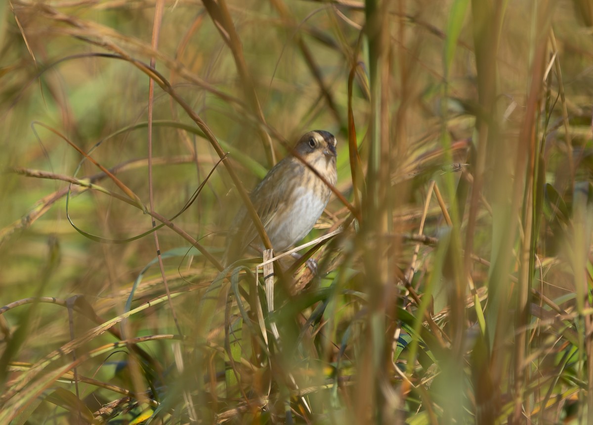 Nelson's Sparrow (Atlantic Coast) - ML642859596