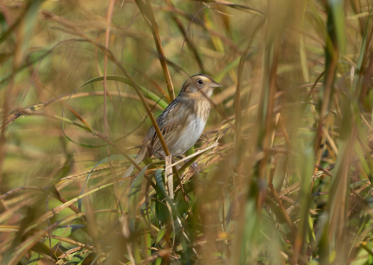 Nelson's Sparrow (Atlantic Coast) - ML642859597