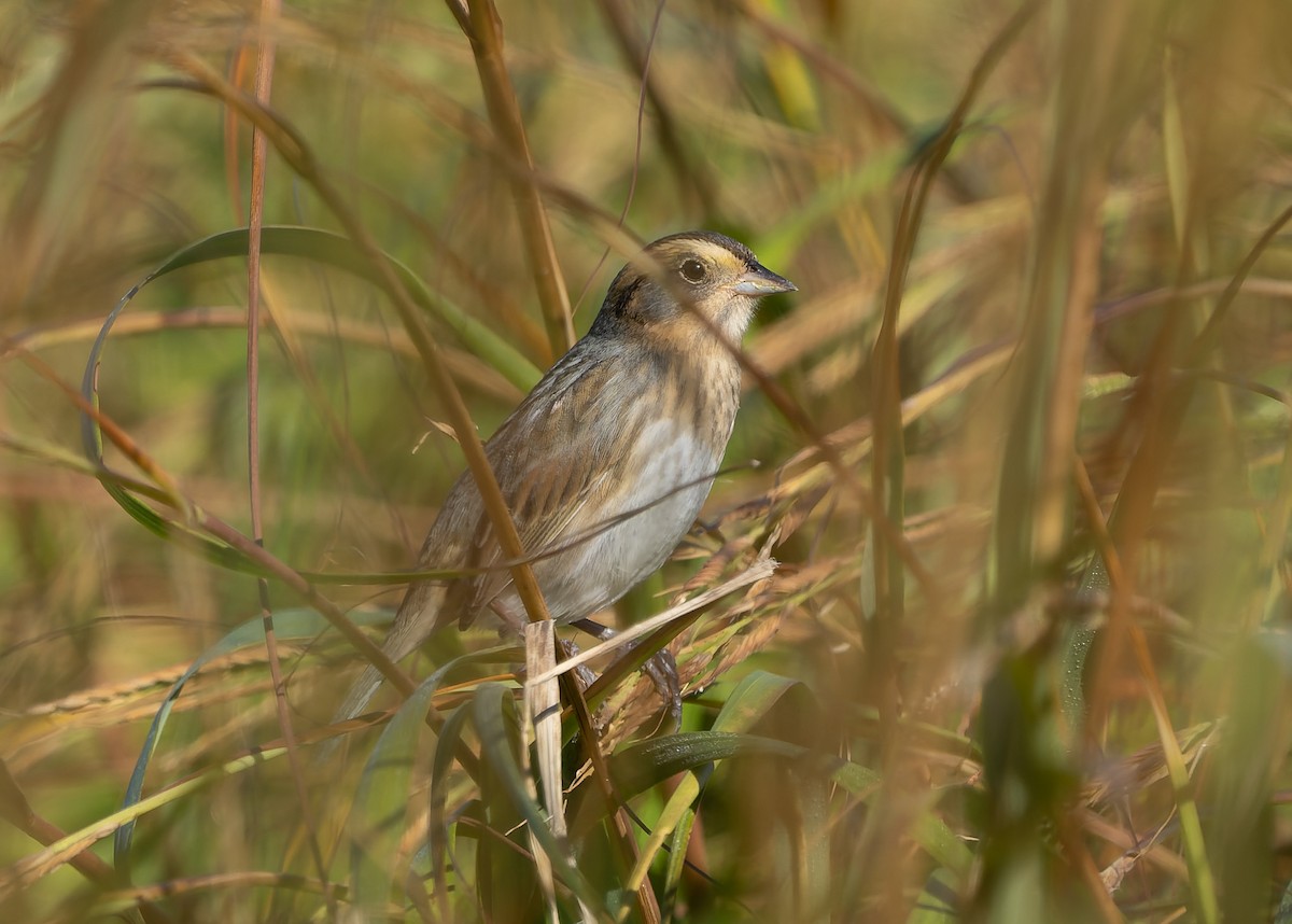 Nelson's Sparrow (Atlantic Coast) - ML642859598