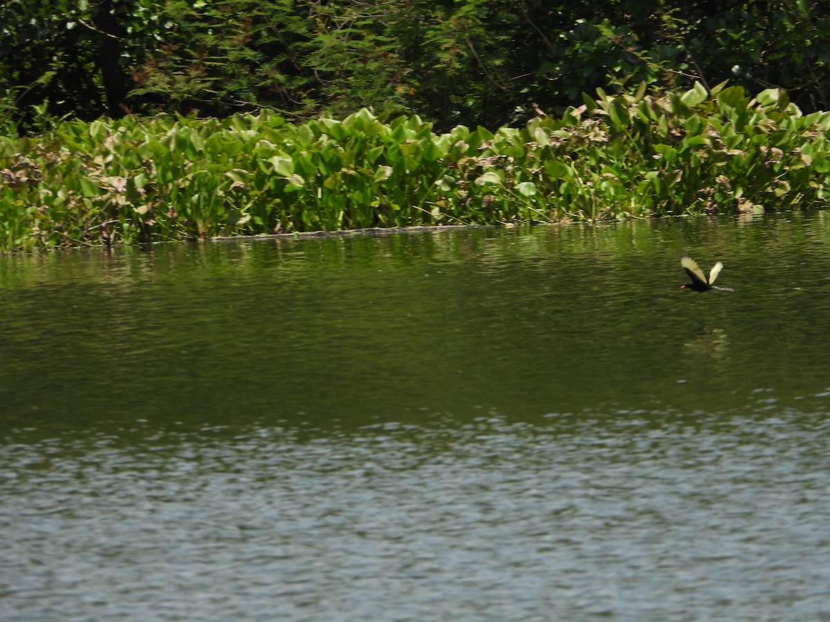 Wattled Jacana - ML642859600
