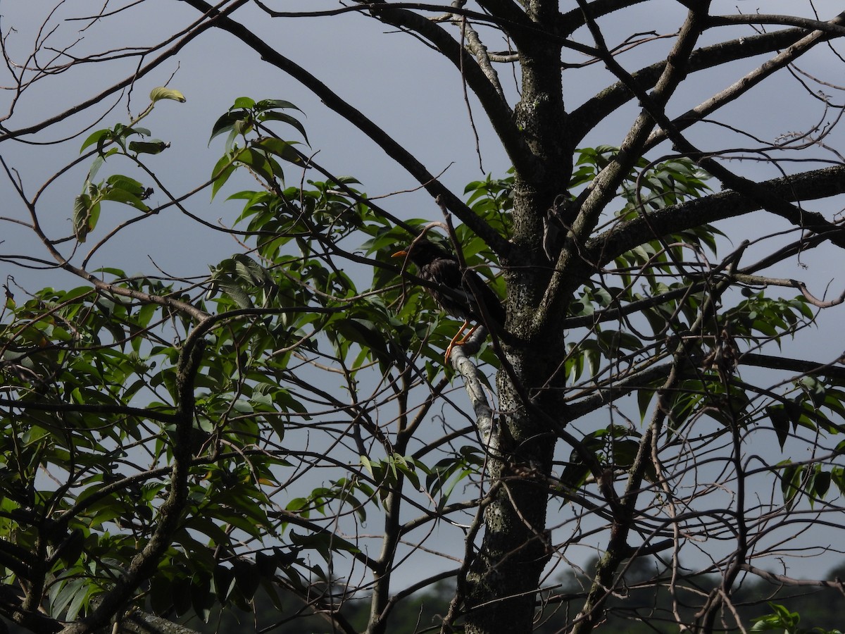 Javan Myna - ML642859602