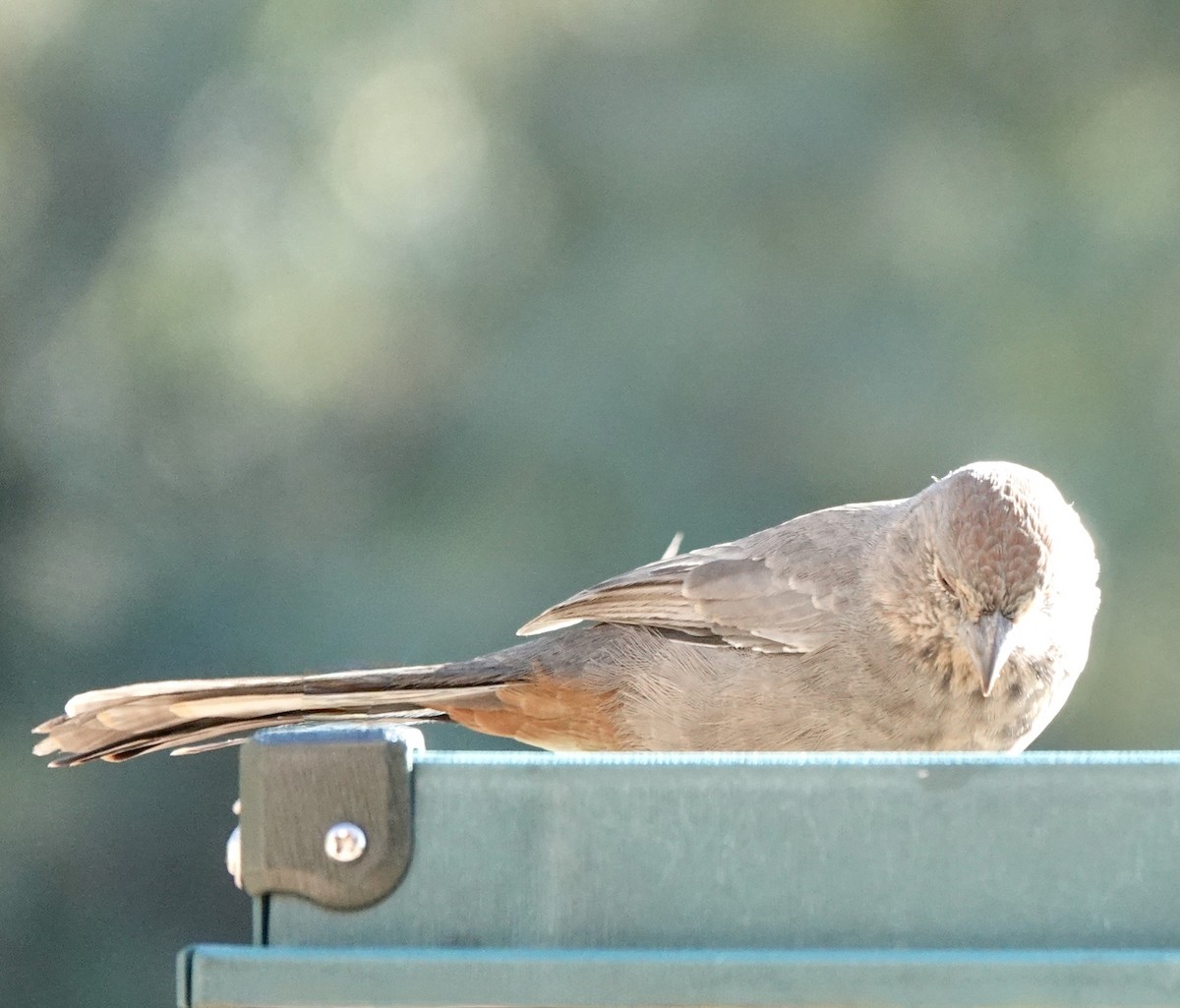 Canyon Towhee - ML642859603