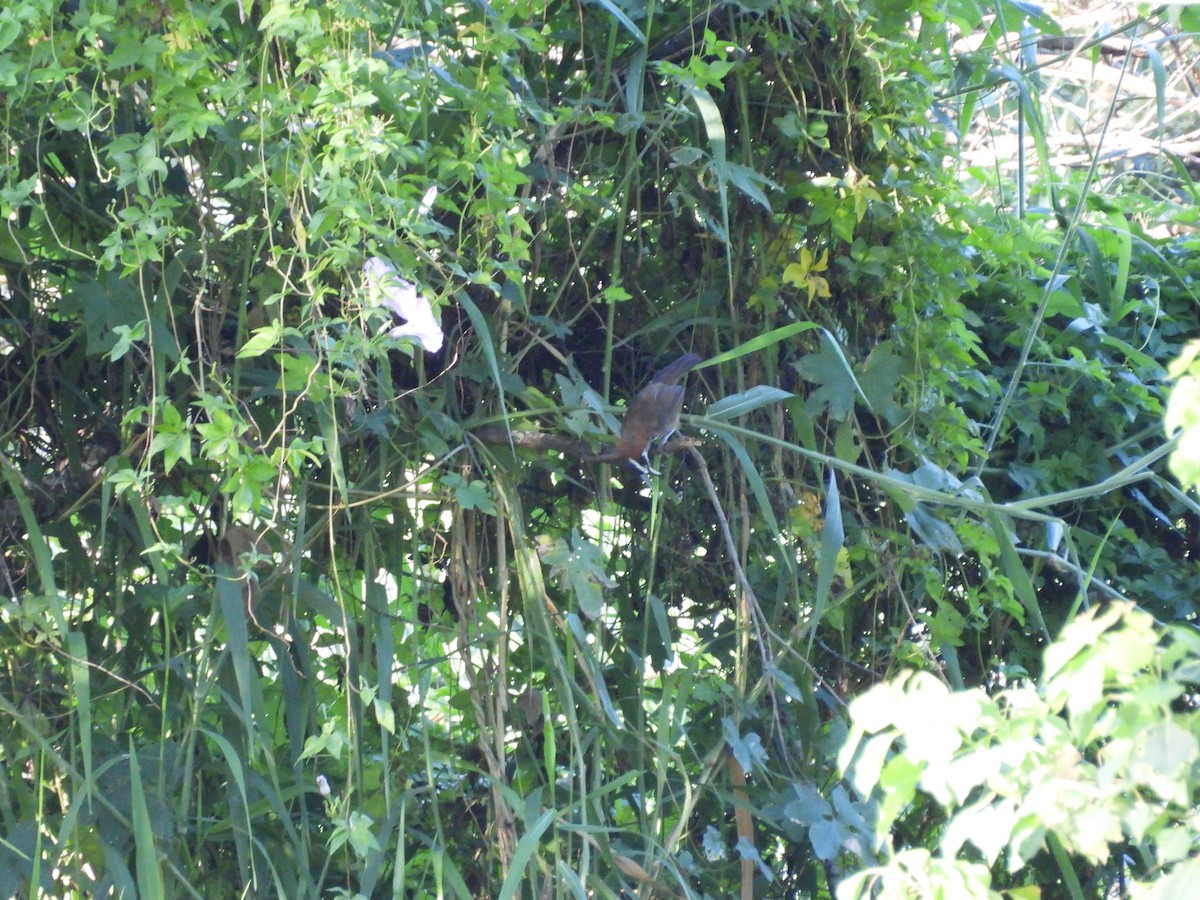 Taiwan Scimitar-Babbler - ML642859617