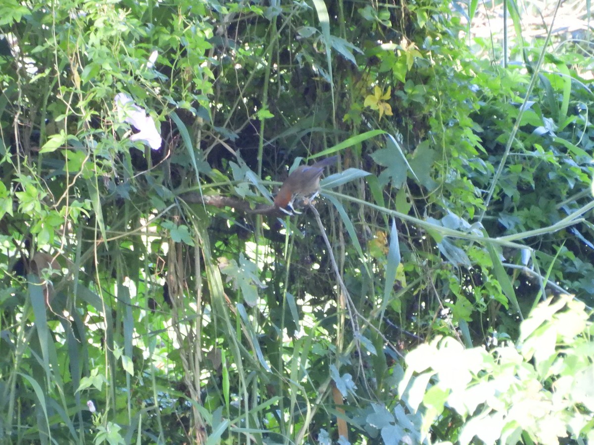 Taiwan Scimitar-Babbler - ML642859618
