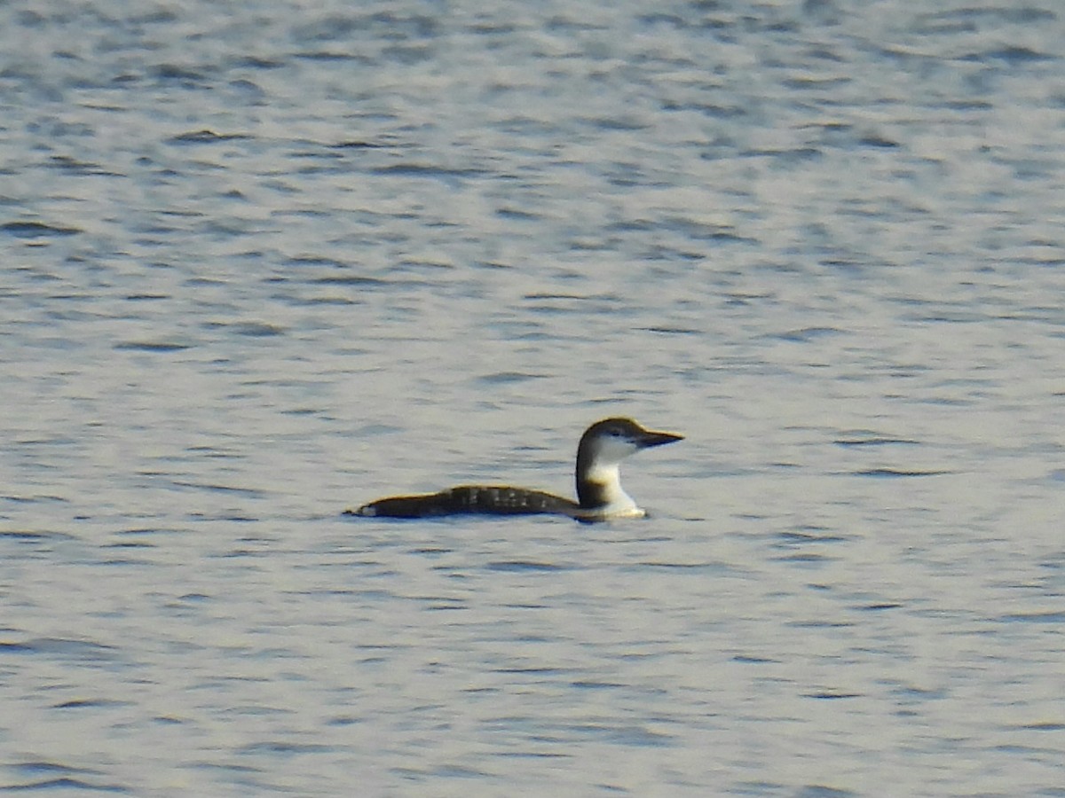 Common Loon - ML642859619