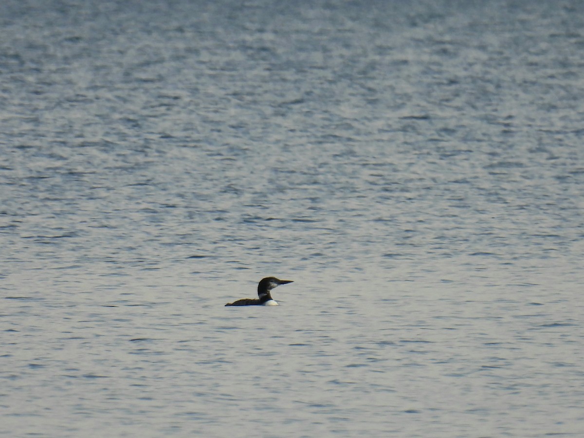 Common Loon - ML642859620