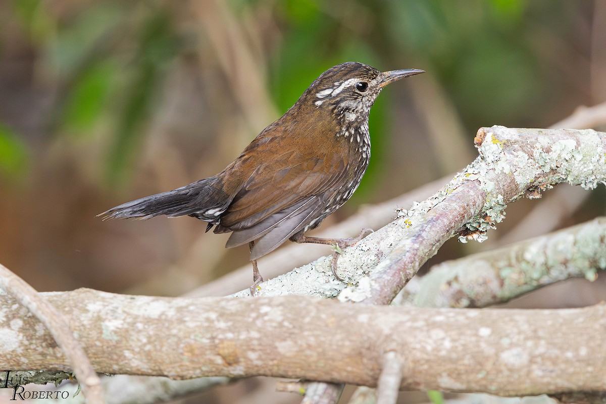 Sharp-tailed Streamcreeper - ML642859626