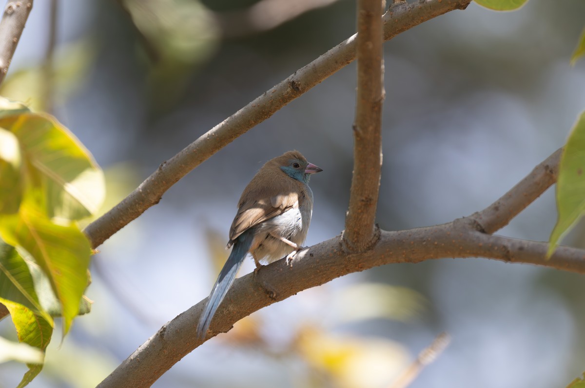 Red-cheeked Cordonbleu - ML642859629