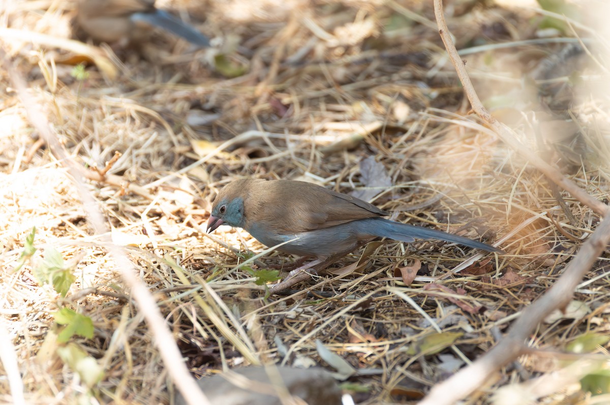 Red-cheeked Cordonbleu - ML642859630