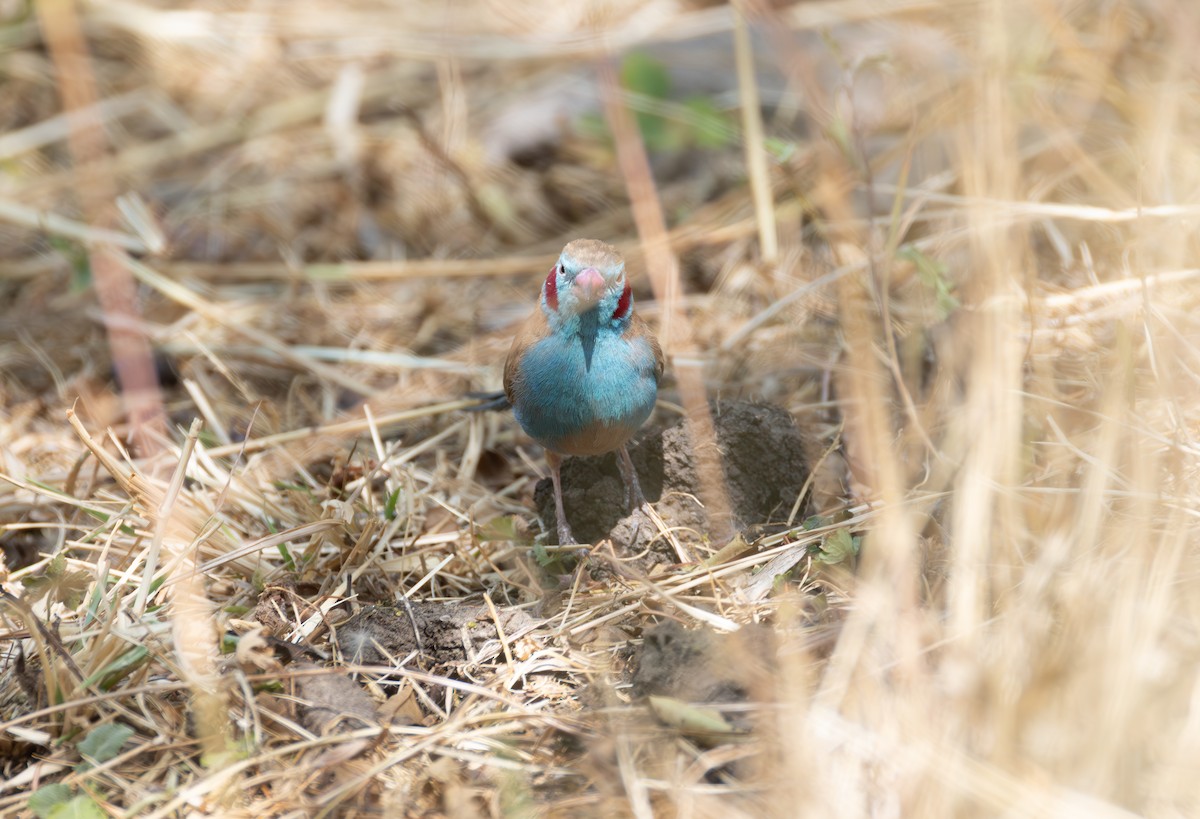 Red-cheeked Cordonbleu - ML642859631