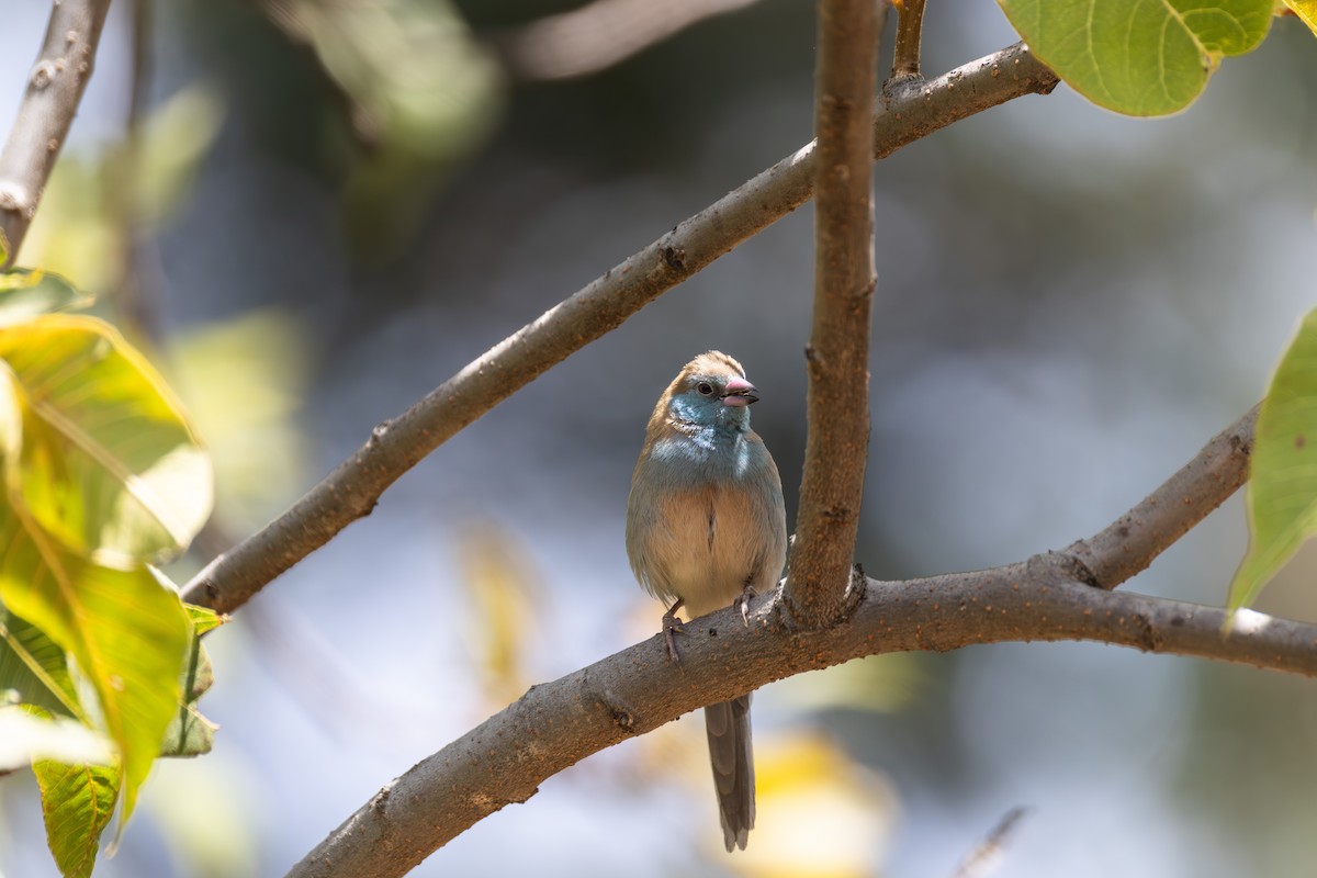 Red-cheeked Cordonbleu - ML642859632