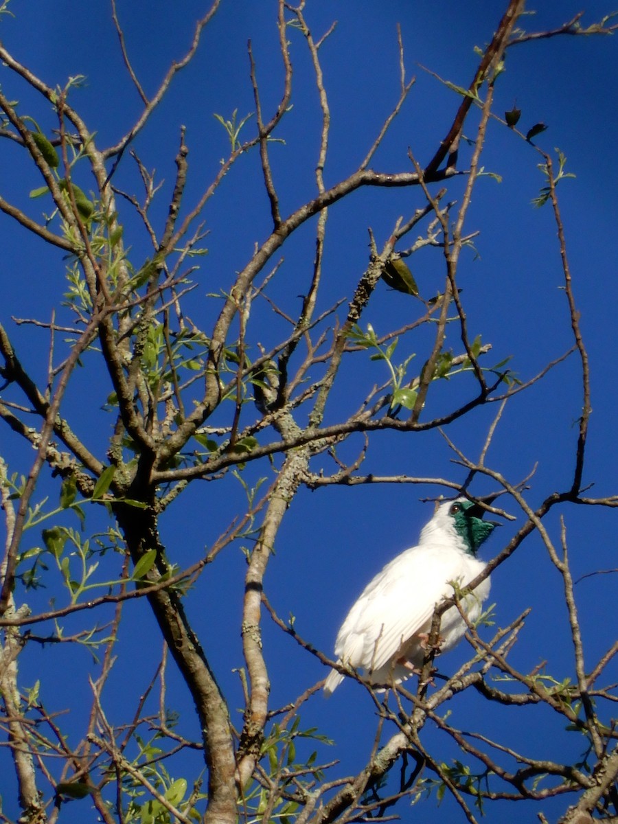 Bare-throated Bellbird - ML642859638