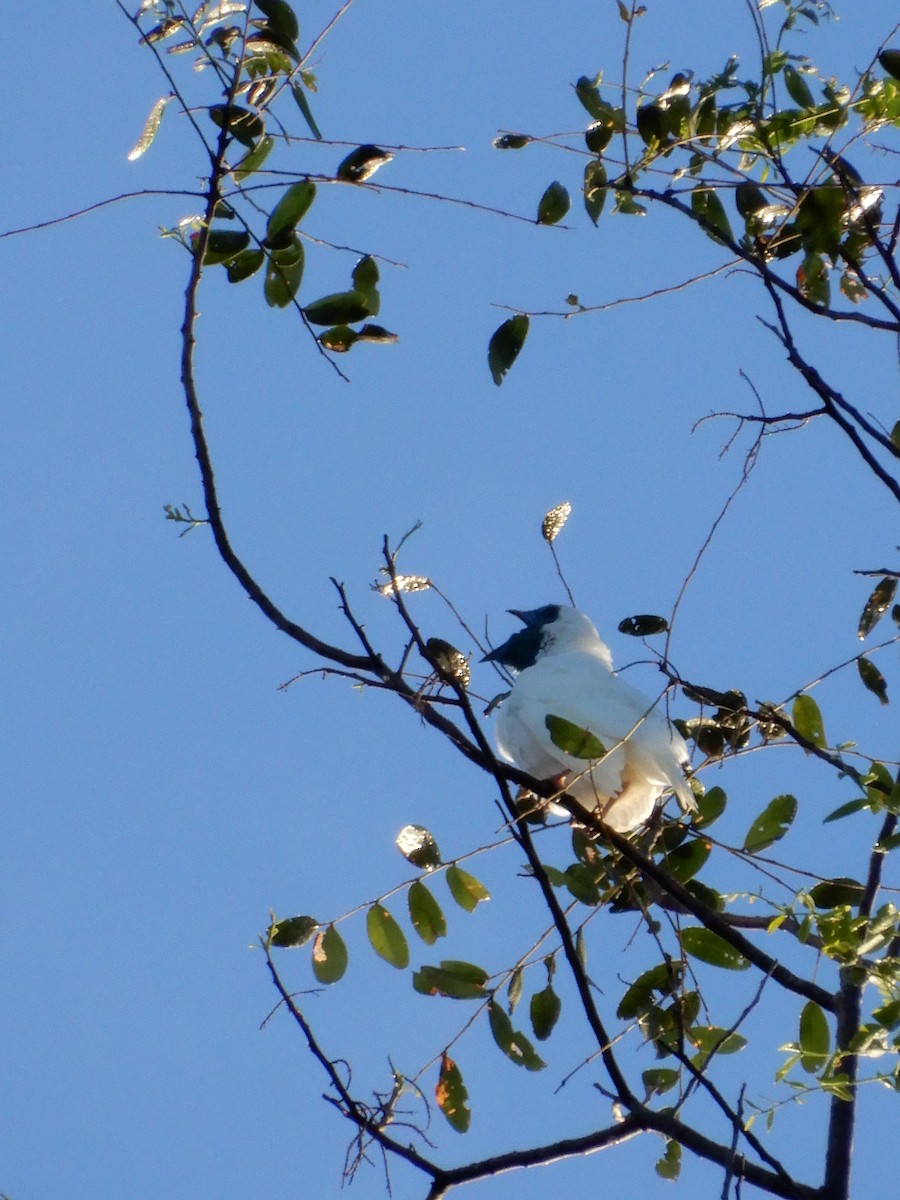 Bare-throated Bellbird - ML642859639