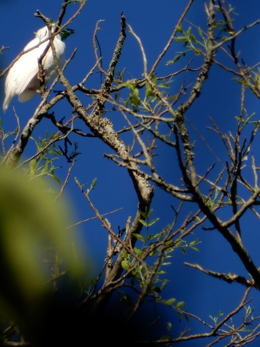 Bare-throated Bellbird - ML642859640