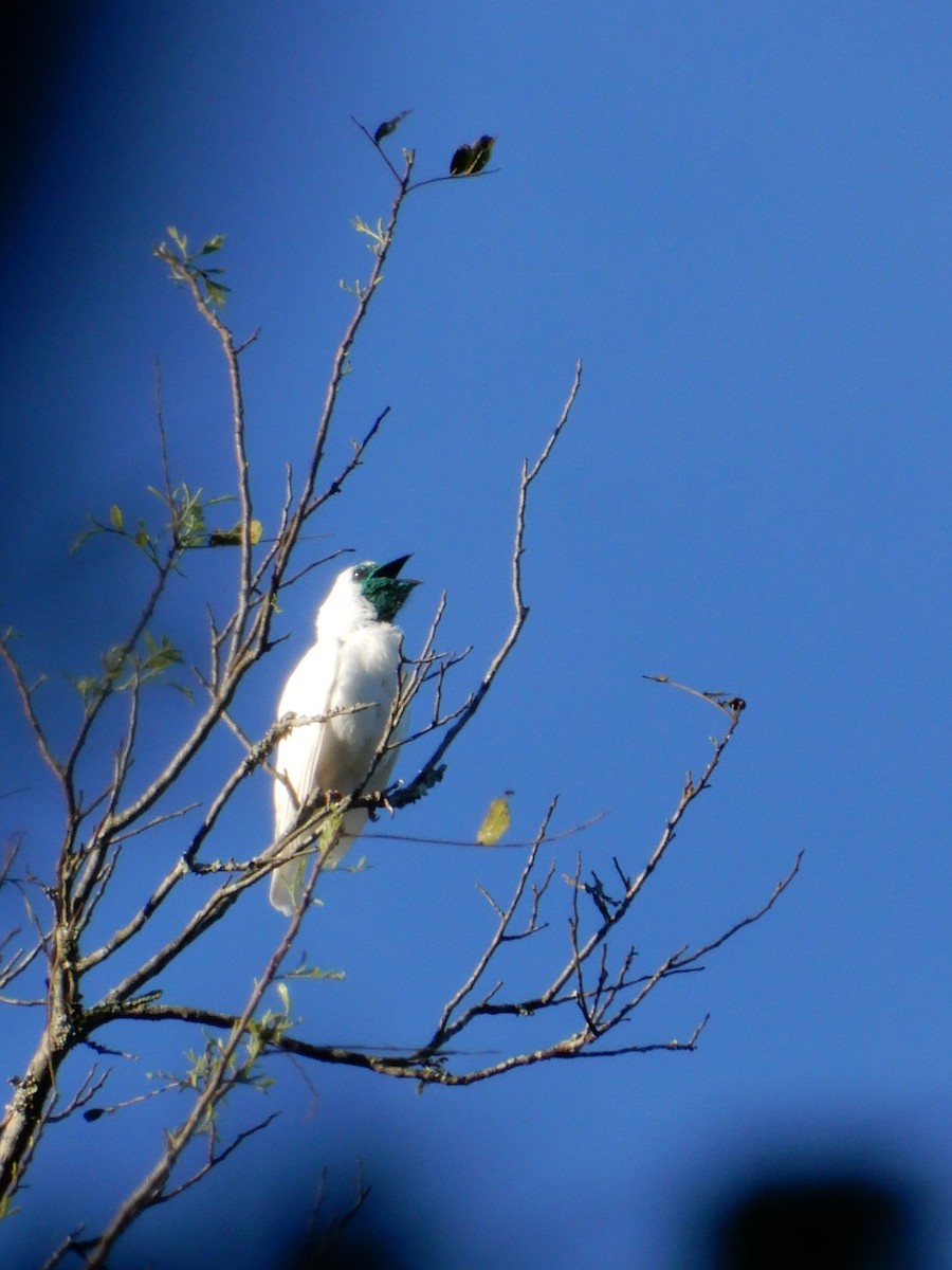 Bare-throated Bellbird - ML642859641