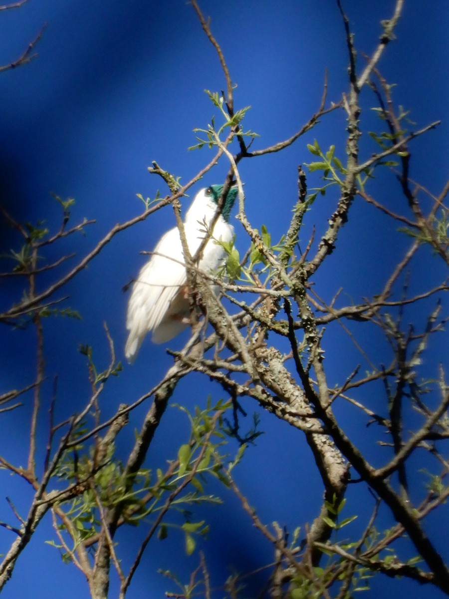 Bare-throated Bellbird - ML642859642