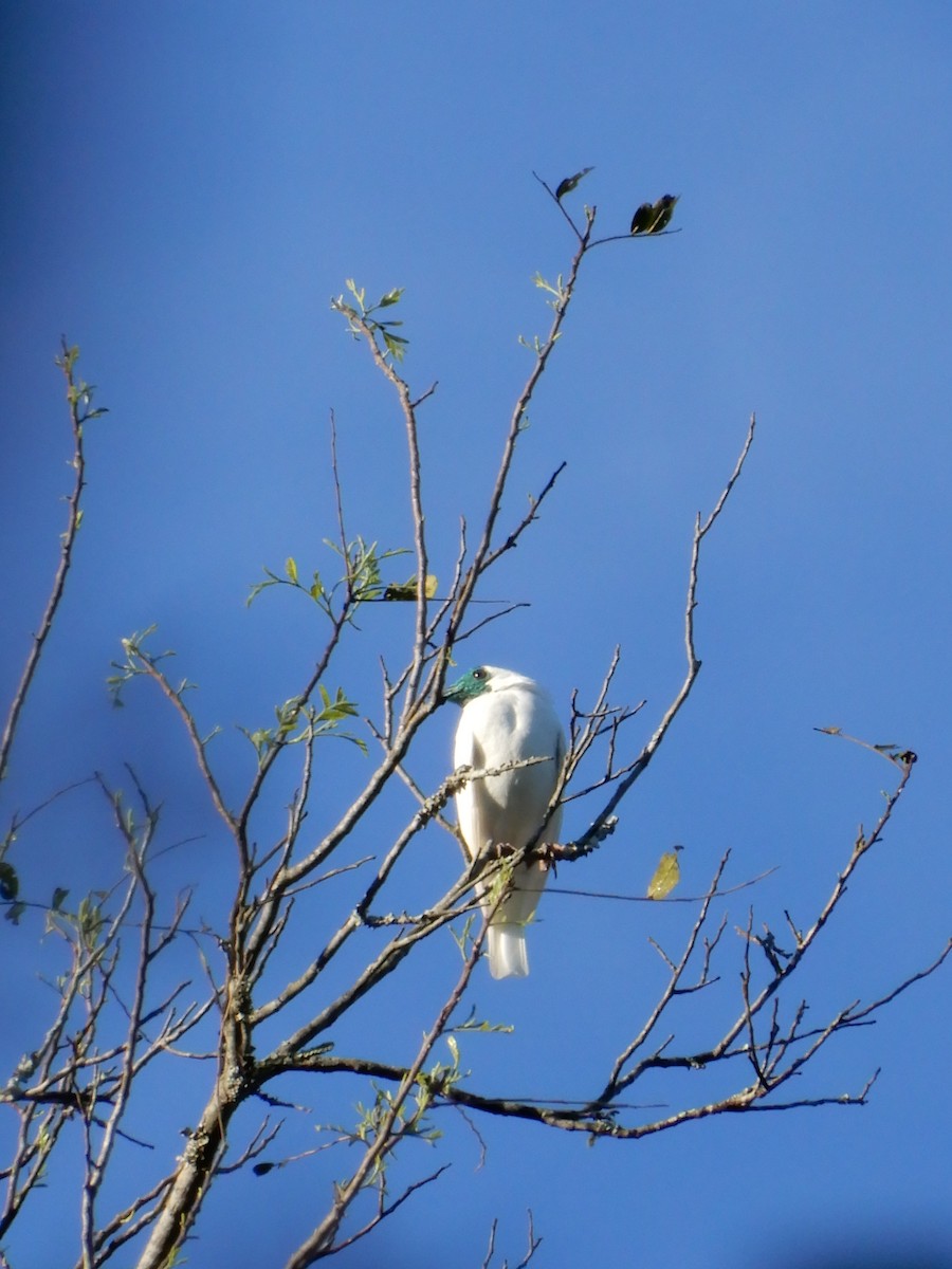 Bare-throated Bellbird - ML642859643