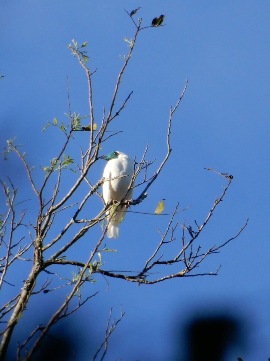 Bare-throated Bellbird - ML642859644