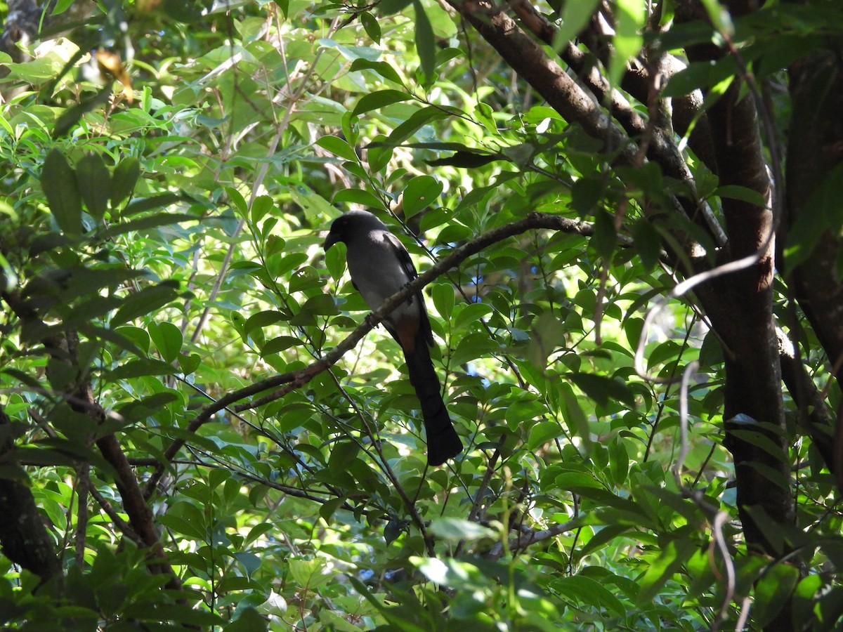 Gray Treepie - ML642859646