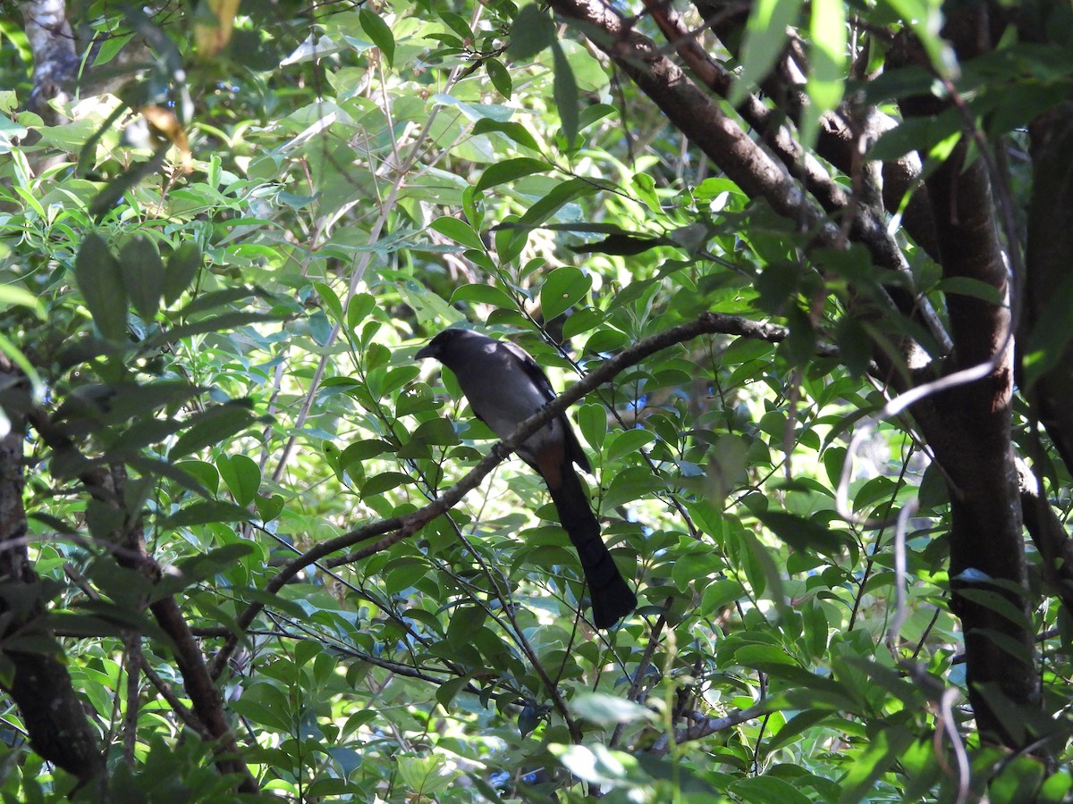 Gray Treepie - ML642859647