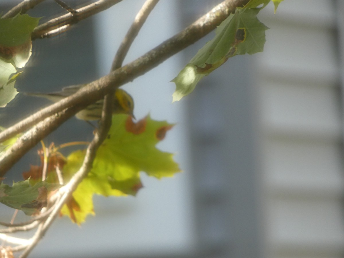 ノドグロミドリアメリカムシクイ - ML642859649