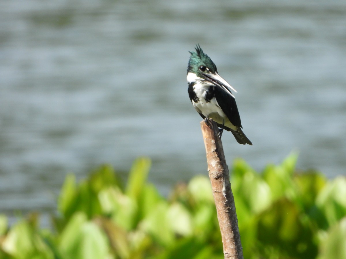 Martin-pêcheur d'Amazonie - ML642859650