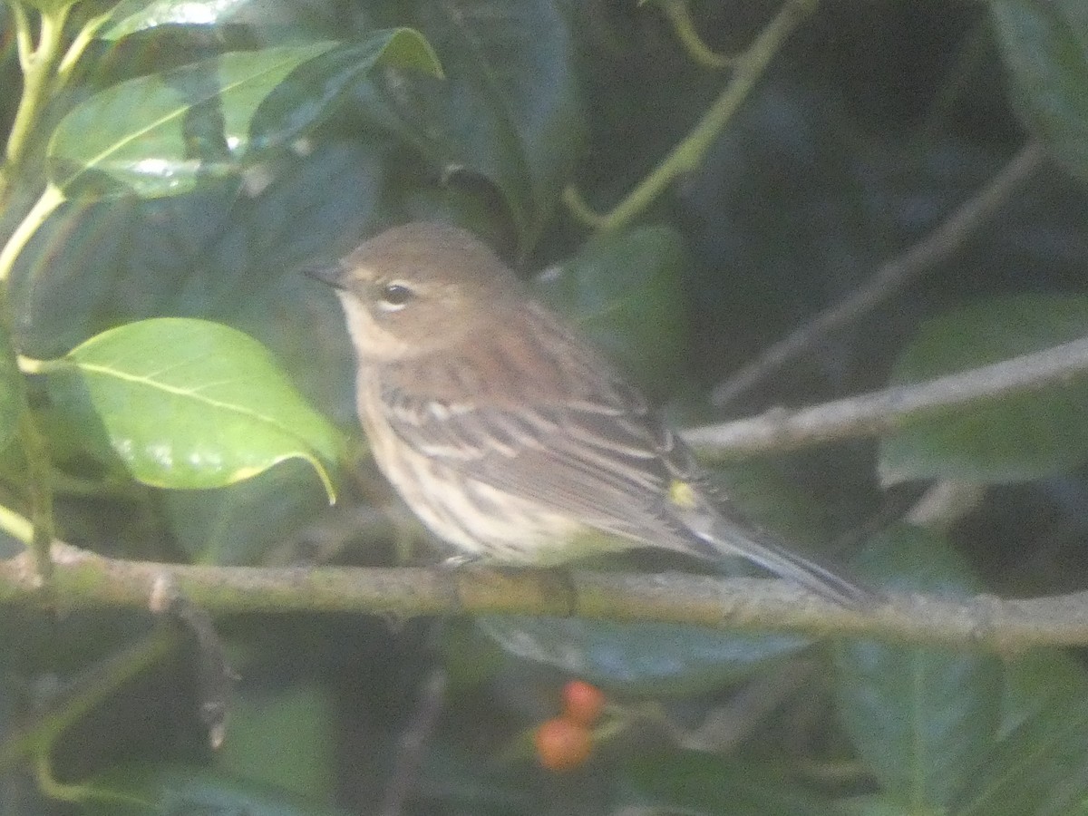 キヅタアメリカムシクイ - ML642859652