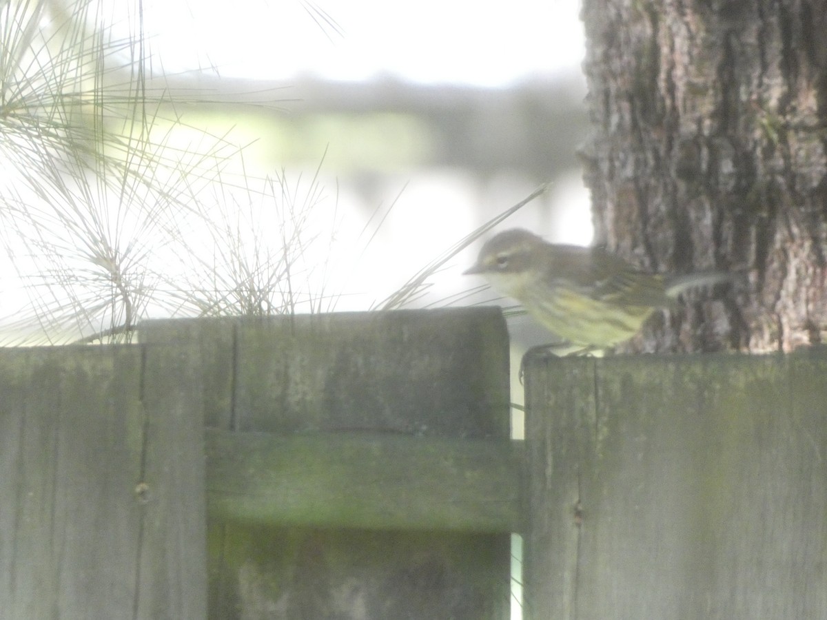 キヅタアメリカムシクイ - ML642859653