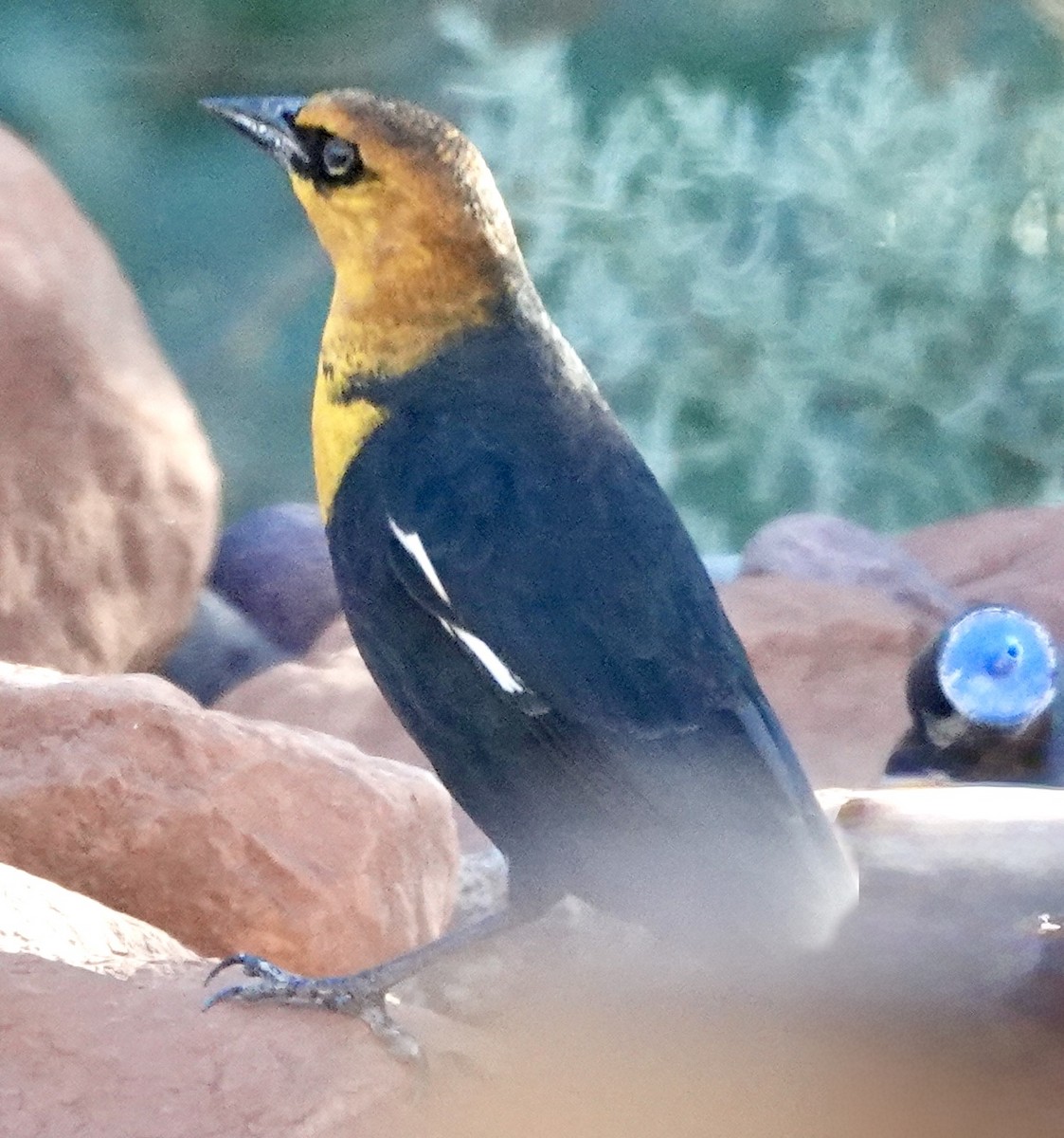 gulhodetrupial - ML642859678