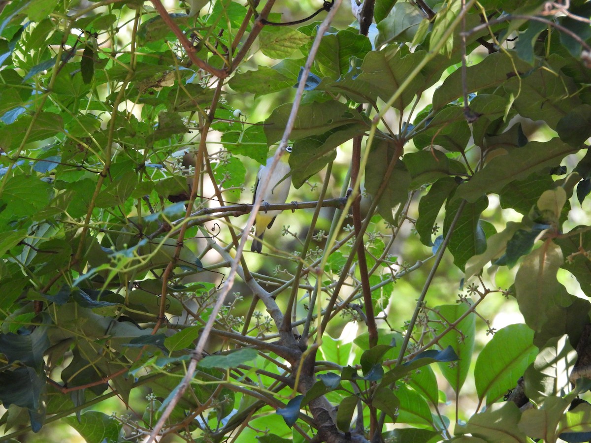 Swinhoe's White-eye - ML642859690