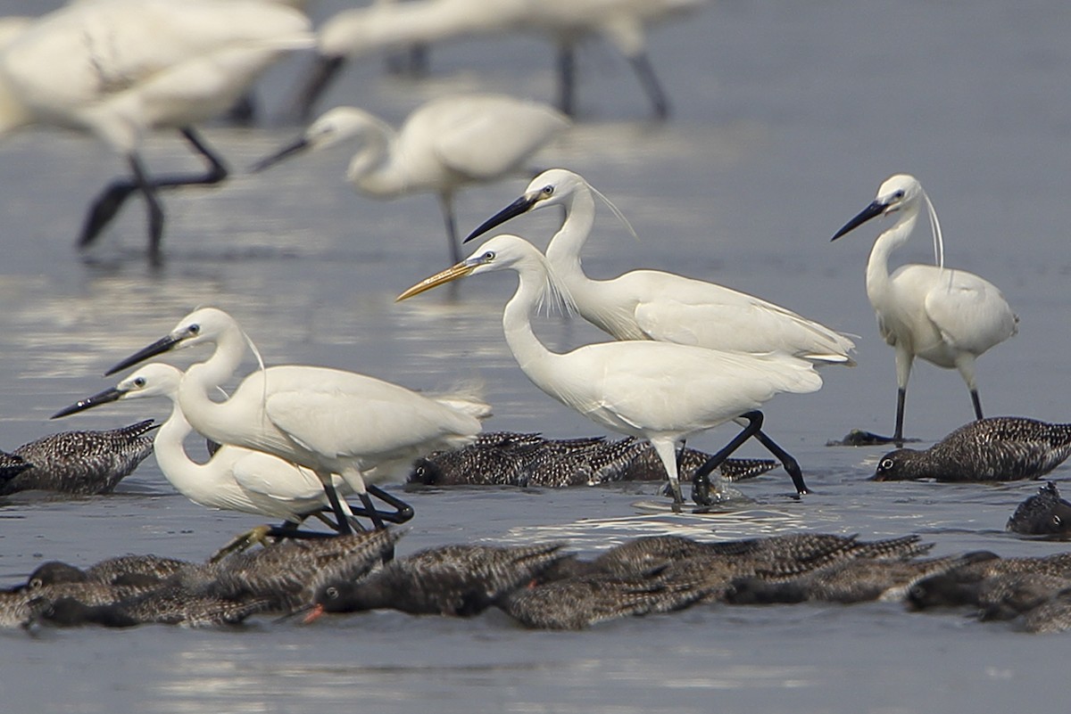 Chinese Egret - ML642859696