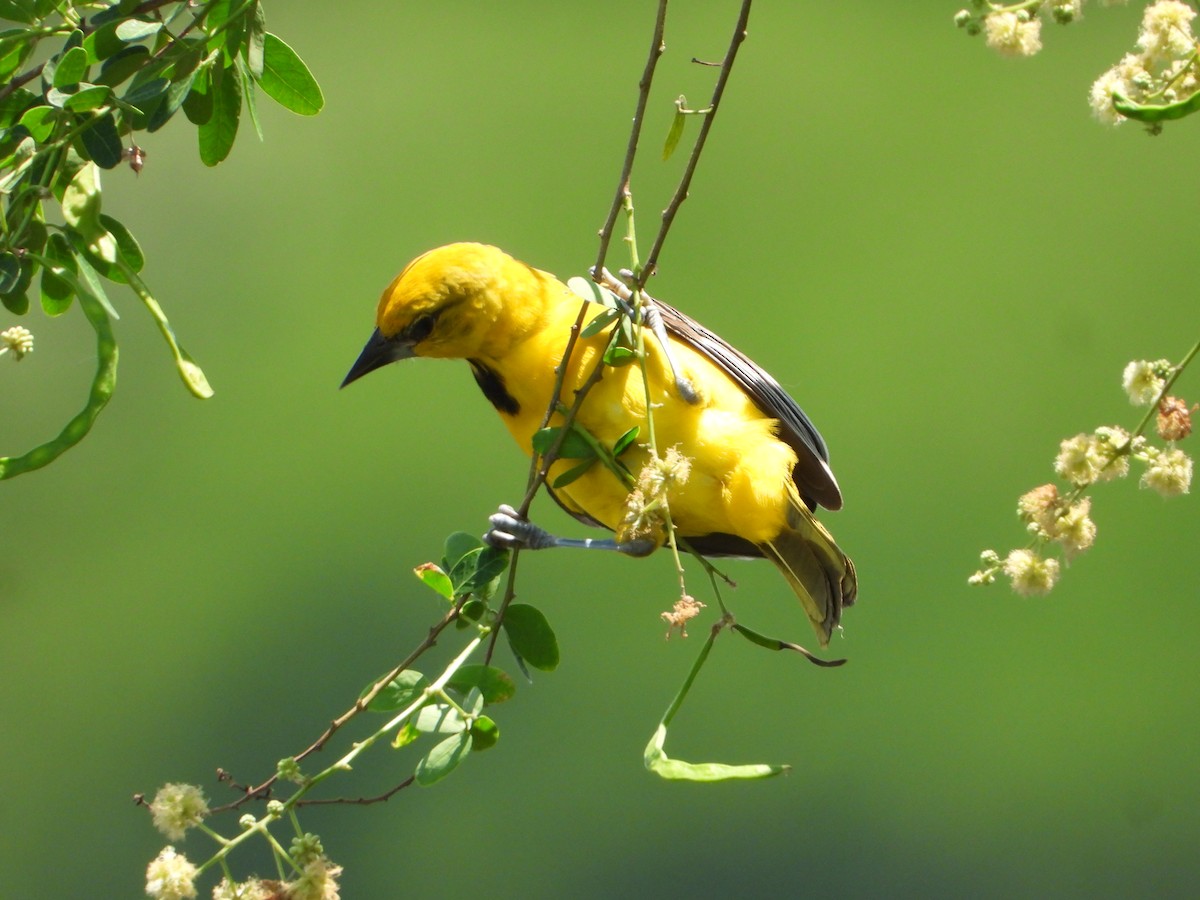 Yellow Oriole - ML642859709