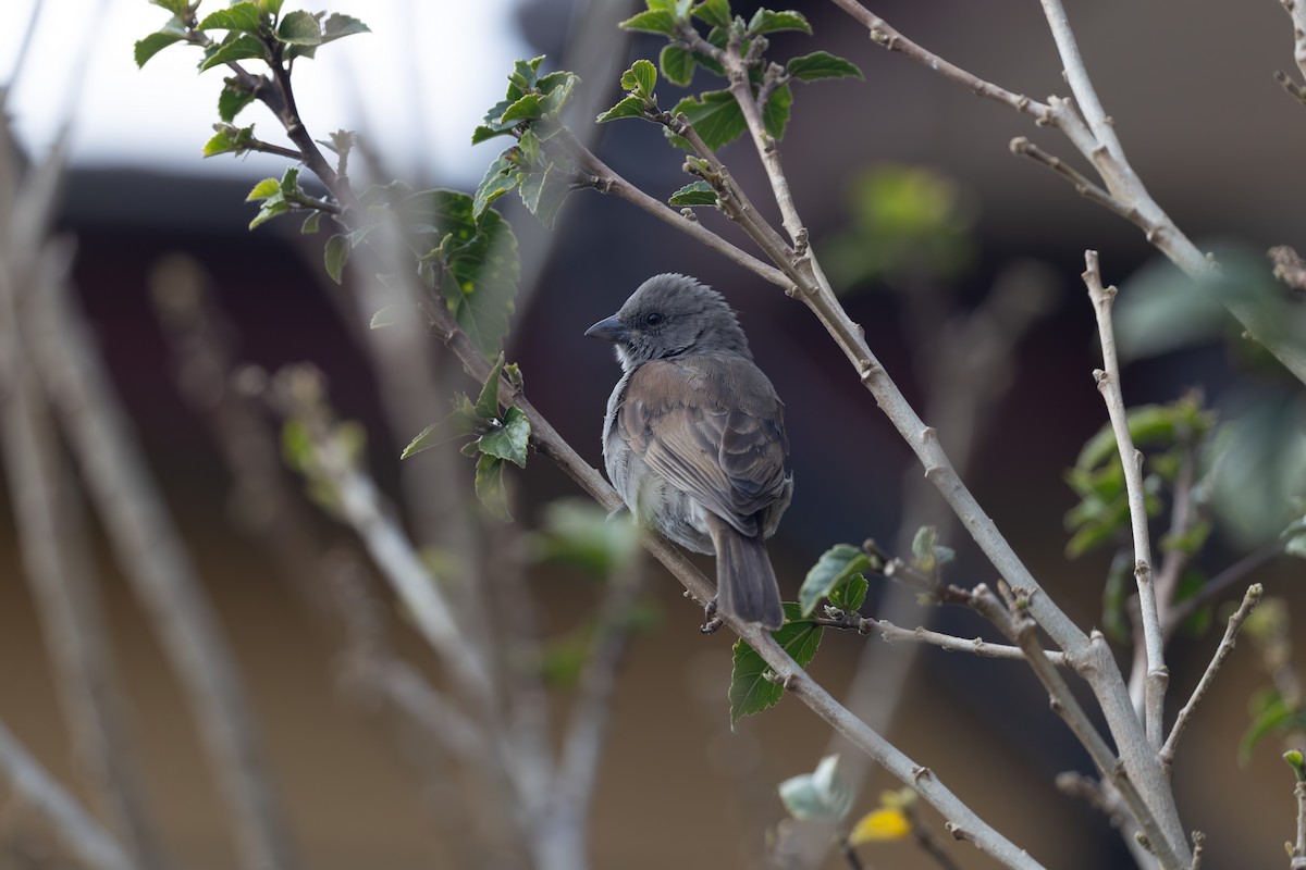 Swainson's Sparrow - ML642859715