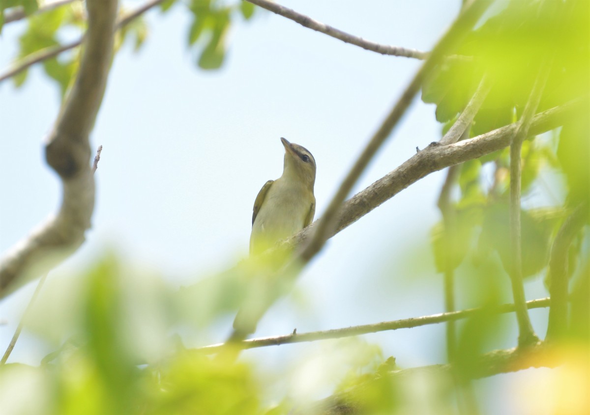 Red-eyed Vireo - ML642859718