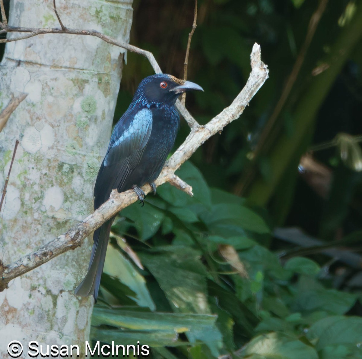 Spangled Drongo - ML642859720