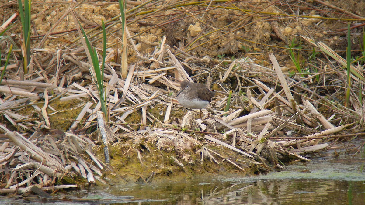 Green Sandpiper - ML642859735