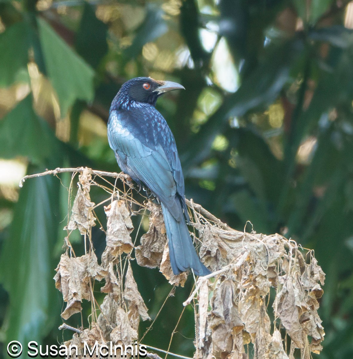 Spangled Drongo - ML642859739