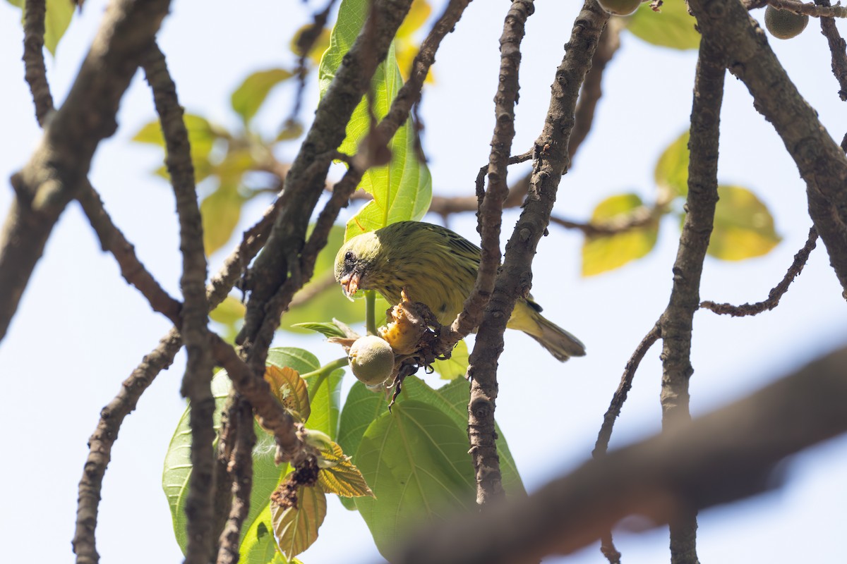 African Citril - ML642859745