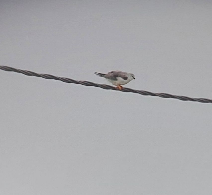 Black-winged Kite - ML642859754