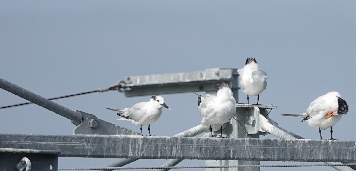 Sandwich Tern - ML642859758