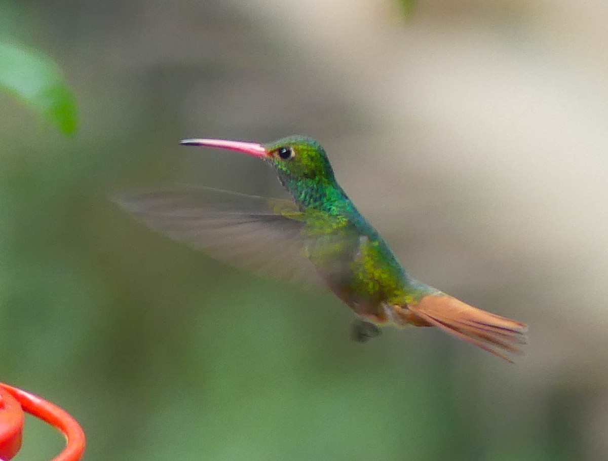 Rufous-tailed Hummingbird - ML642859773