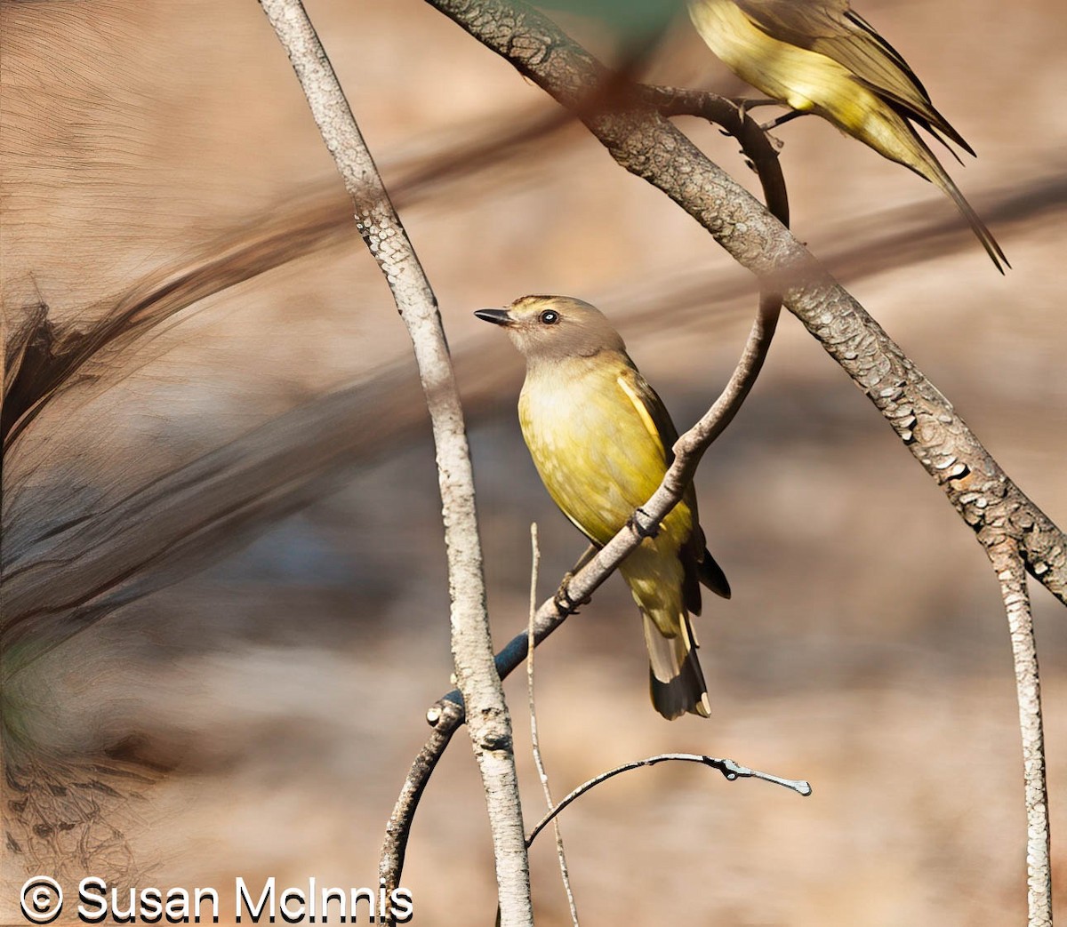 Lemon-bellied Flyrobin - ML642859774