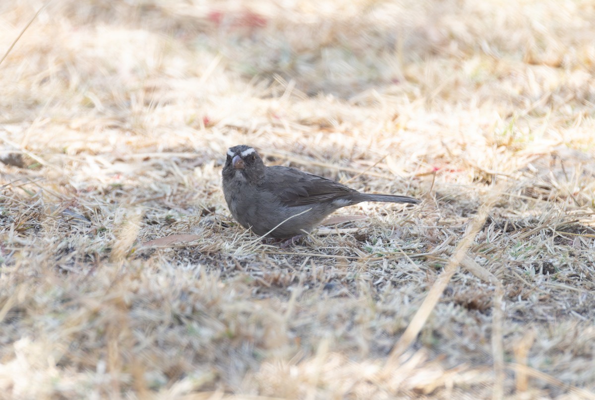 Brown-rumped Seedeater - ML642859778