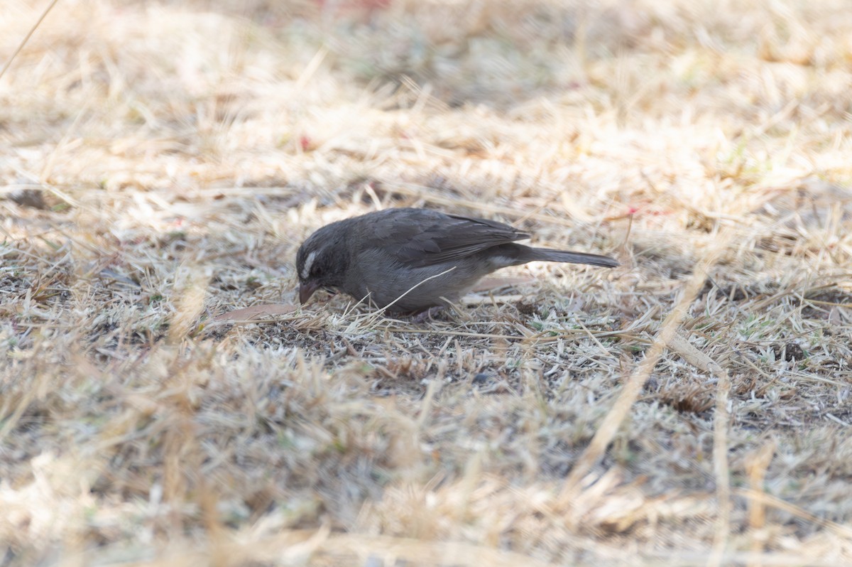 Brown-rumped Seedeater - ML642859779