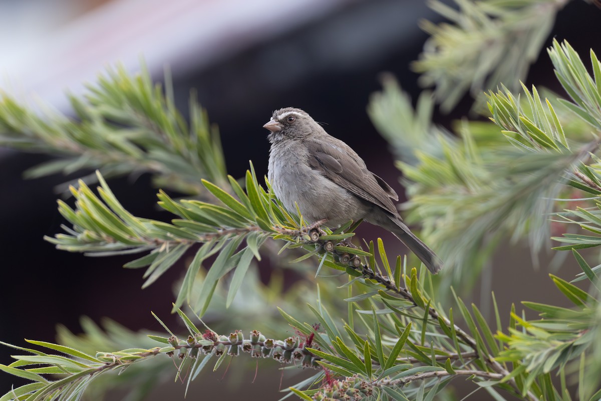 Brown-rumped Seedeater - ML642859780