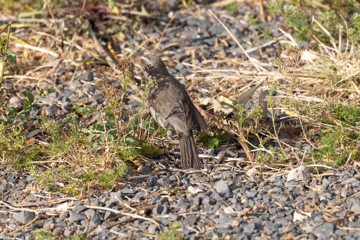 Brown-rumped Seedeater - ML642859781