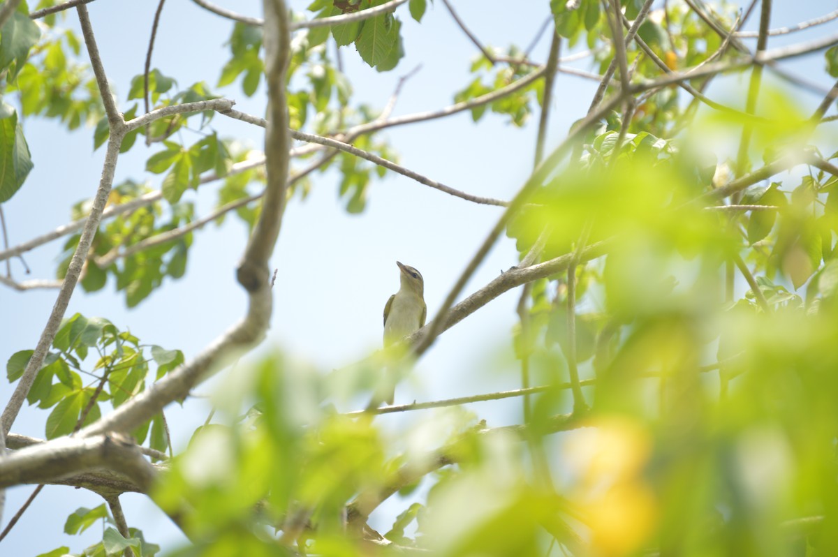 Red-eyed Vireo - ML642859782