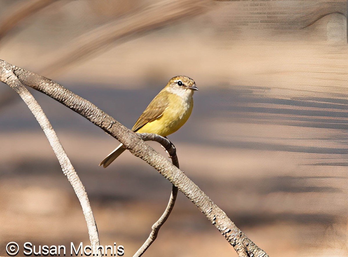 Lemon-bellied Flyrobin - ML642859784