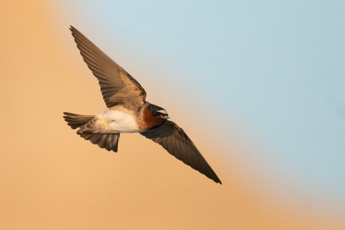 Cliff Swallow - ML642859794